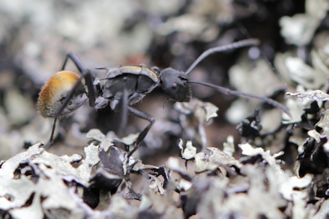 Spiny Ant (Polyrhachis ammon) (Polyrhachis ammon)